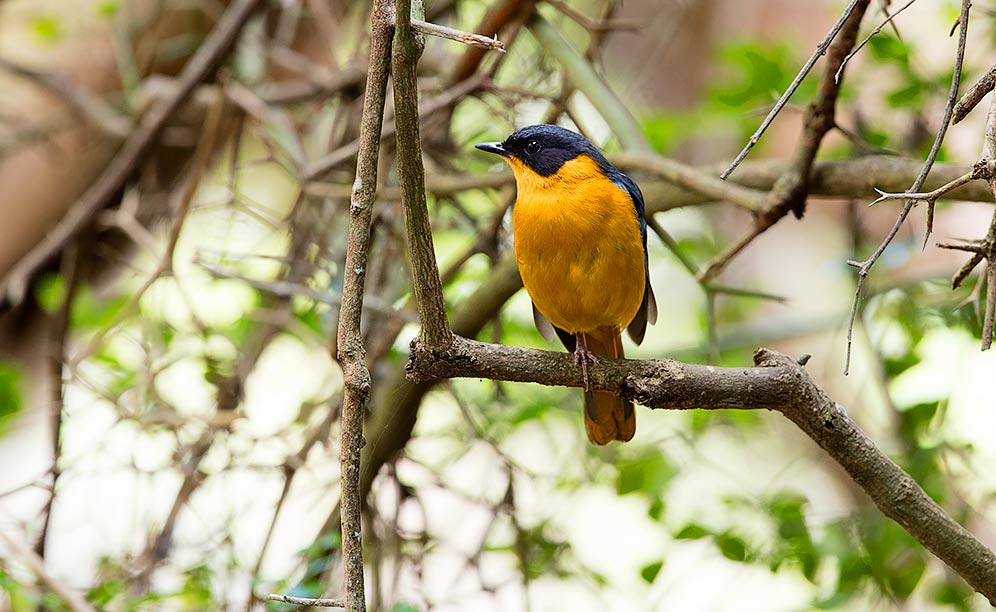 Chorister Robin-Chat